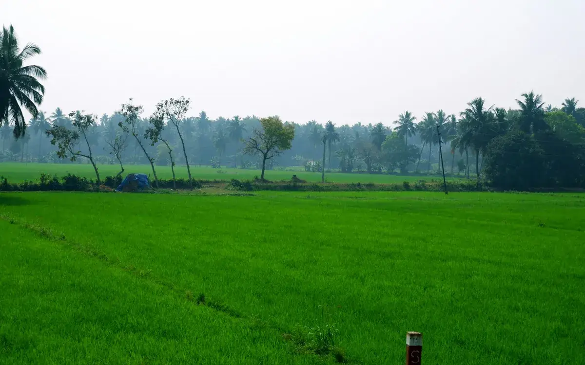 Paddy fields in the Godavari delta