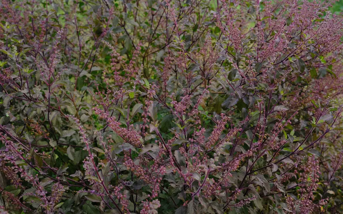 A tulsi bush in flower
