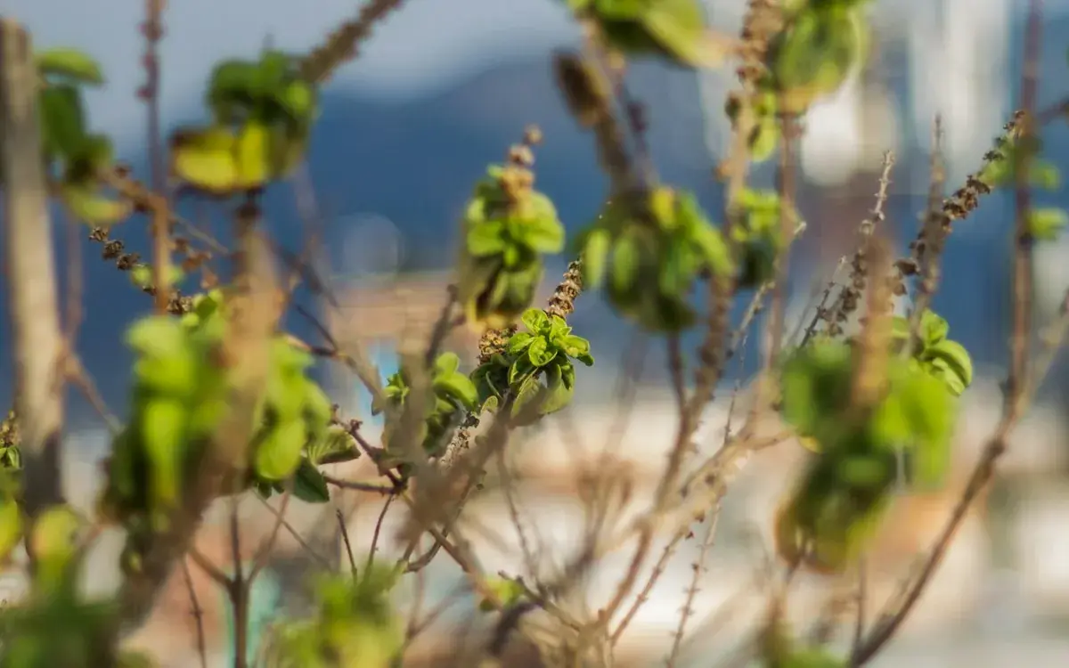 Tulsi leaves and flowers