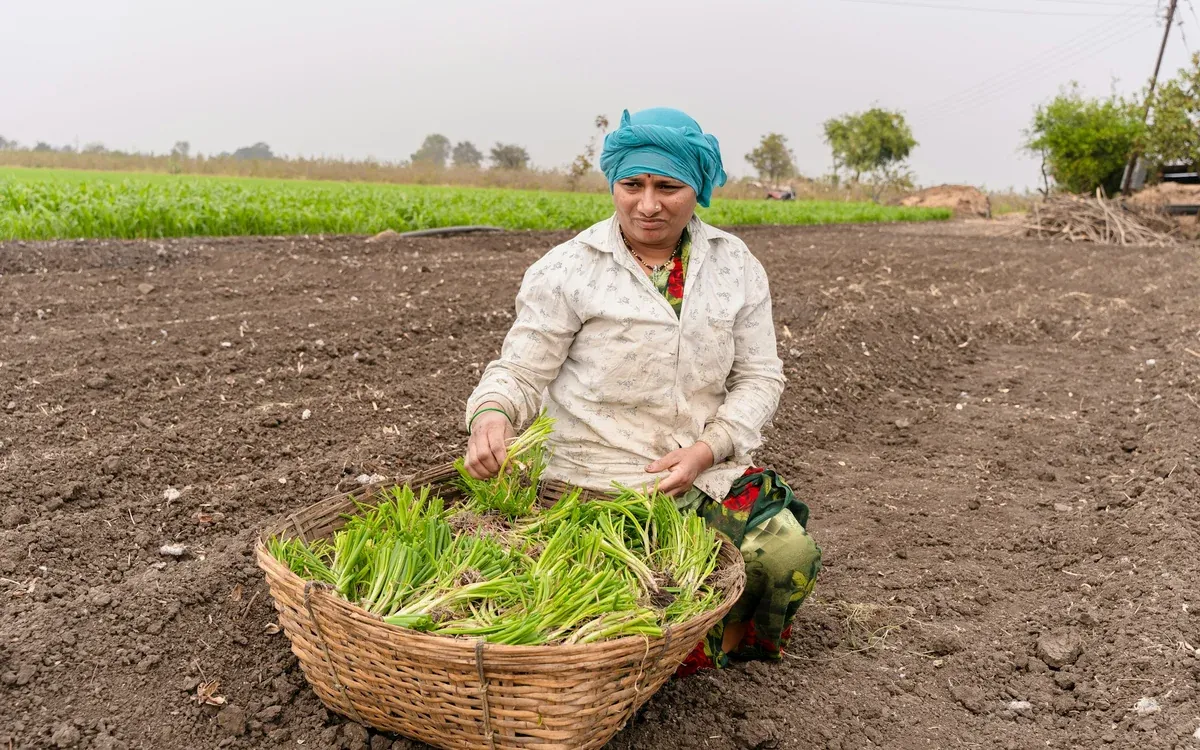 A farmer kneeling in a ploughed field beside a basket of onion seedlings, with green crops behind